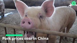 Pork Prices Soar in China