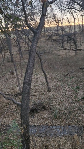 1.1K views · 837 reactions | No treestand necessary! The creek...