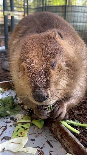 Relaxing ASMR with Tulip #beavers #wildliferescue #asmr somethingwild.org