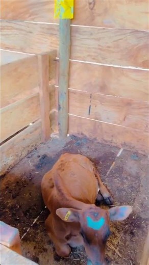 Calve section #farming #dairybusiness