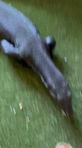 He’s just so cute living his best life! | The Happy Monitor