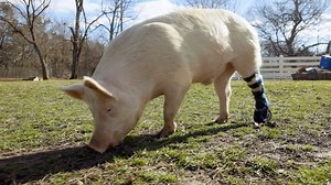 There’s nothing better than the look on this pig’s face when his new life begins 😍 | The Dodo
