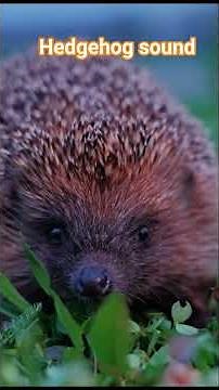 Cute overload! Listen to this hedgehog