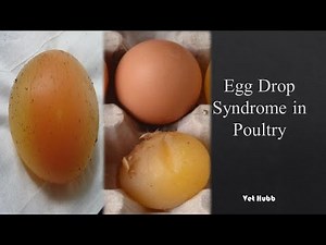 Egg drop syndrome in chickens