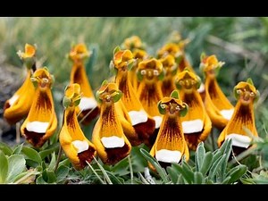 Top 10 Strange Looking Flowers in the World