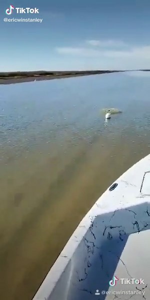 Running Skinny 23’ Shoalwater. #nightmovesgigging #foryourpage #foruyou