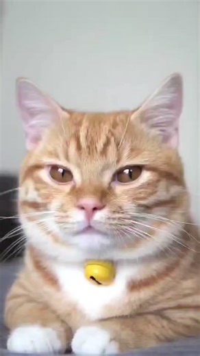 Do you ever blinked back to your cat? . . . . #CatMagic #EmpathyInFur . . . Follow for more - @ask_my_cats. . #CatLove #felinefriendship #owningcats #CatTherapy #PositivePaws #catlife #catsofinstagram #igcats #instacat #ilovecat #catreels #kittycat | Ask My Cats