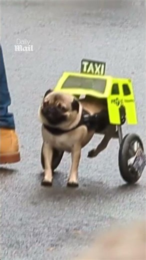 Paralyzed pug rocks taxi costume for halloween