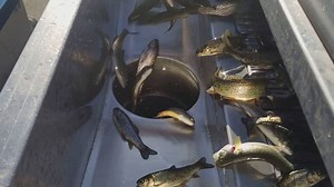 Lake Mills Fish Hatchery