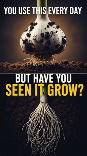 Watch a Garlic Clove Grow Into a Full Bulb Underground in Just 8 Seconds