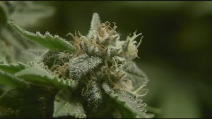 Maine medical cannabis industry slows, while recreational adult-use grows