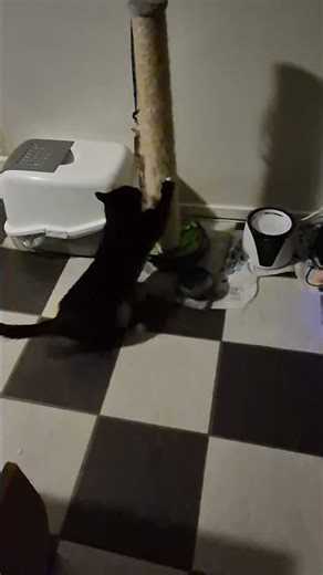 aah a scratching post now I can scratch on the post instead of the couch #cat #nails #pets