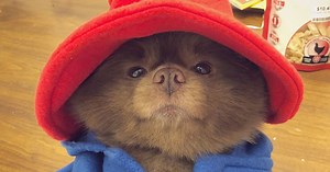 Rescue Dog Wears The Most Adorable Paddington Bear Costume For Halloween