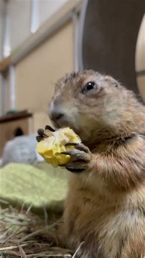 Rye the new Prarie dog