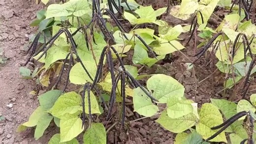 Harvesting and storage of green gram How to prevent crop loss due to pests and diseases during harvest and storage Green gram or mung bean seed and grains need special care during harvesting and storage. Coat the seed with vegetable oil and store them in an earthen pot. Add neem leaves and dry red chillies. Cover the pot with a cotton cloth and a wire mesh to keep out rodents. | Farmvilla Resource Centre