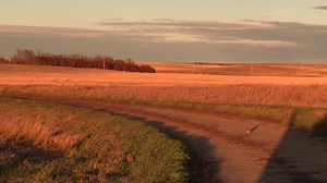 Pheasants and Partridge along the road | ND Wildlife and Landscapes