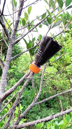 Trying a very easy air layering technique and using a used bottle as a container🌳#airlayering