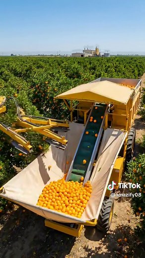 Smart Cultivation Machine for Orange Collecting