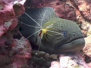 “Giant Moray and Cleaner Shrimp”: In this video, a Giant Moray eel receives dental care from a Banded boxer shrimp. The shrimp cleans parasites and food waste from the eel’s teeth, showcasing their fascinating symbiotic relationship #morayeel #Moray #cleanershrimp #symbiosis #viralshorts #underwaterlife #oceanlife #viralpost2024 | Scuba Diving