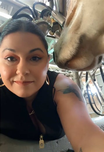 Cows Drooling: A Day on the Dairy Farm