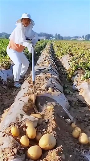 Planting Yakun gold mashed potatoes #farming #shorts