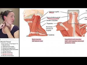 Muscle 7- Muscles of the neck
