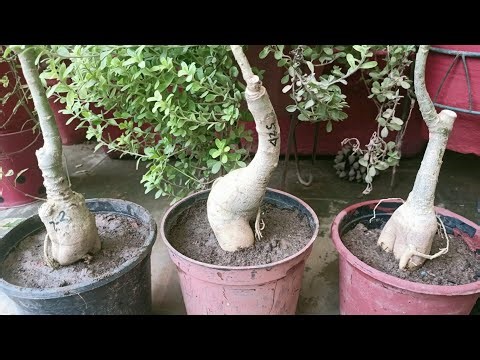 How to pot Adeniums in a perfect soil
