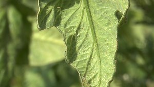 Éliminez les araignées rouges sur vos tomates : conseils pratiques !