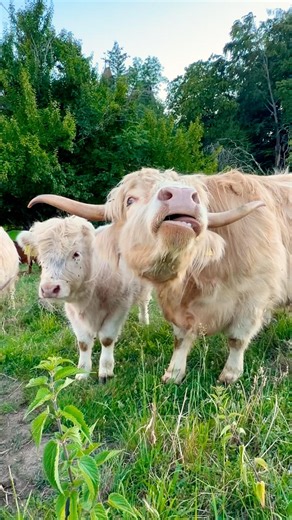 Scottish Highland Cattle: Nature’s Gentle Giants