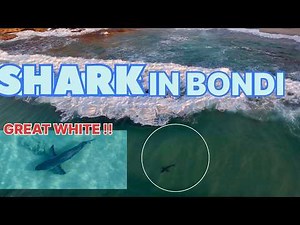 GREAT WHITE SHARK AT BONDI TODAY