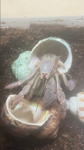 How does a hermit crab change shells? #wildlife #zoolife