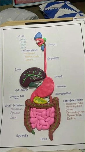 Human Digestive system Project model ||Science project #biology #science