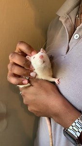 Are rats the right pet for you? Pet rats are clean, intelligent, enjoy human company and make great pets for families. But they do need lots of attention, so you'll need lots of time to care for them. They'll need daily social interaction and at least an hour of exercise outside their cage every day, so it's important that everyone in the family is keen on the idea of keeping rats as pets. | SPCA Windhoek