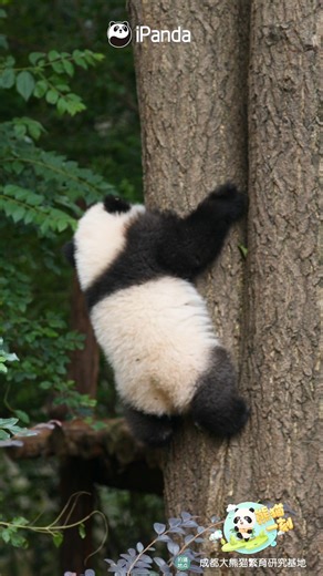 This tiny panda cub is already climbing trees! It may look like play, but it’s really a natural instinct written into their genes. #HiPanda #ChengduPandaBase #PandaFun #PandaMoment #HowGiantPandasGrowUp For more panda information, please check out: https://en.ipanda.com | iPanda