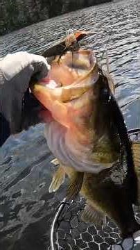 Spinnerbait + 5" Swimbait = BIG Spring Bass! 🎣