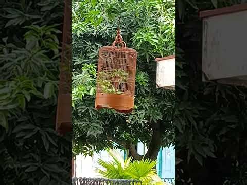 BRANJANGAN JAVA DAUN YANG BERGOYANG