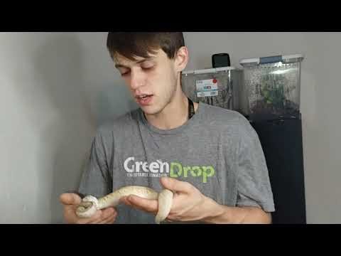 Ball python unboxing 2025