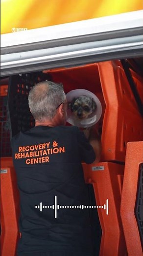 Nearly 20 cats and dogs rescued by the ASPCA and NYPD now up for adoption