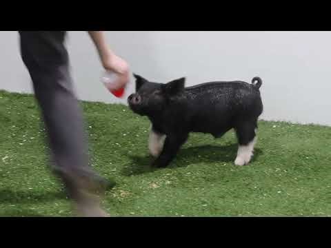 31-2 Sting Op x Tr4cked Out x End Game (Mother is a mate to Grand @Phoenix)