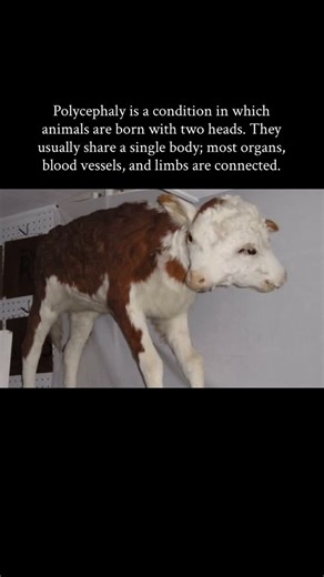 Matti | However, each head can sometimes control its own side separately. movement, feeding, or sensory responses may differ, and the two heads can... | Instagram