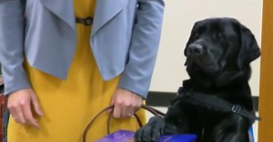 Dog Sworn In At State Attorney's Office As Emotional Support Dog