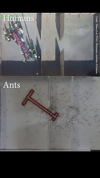 ‏Ants Vs Humans: Problem solving skills. | ants