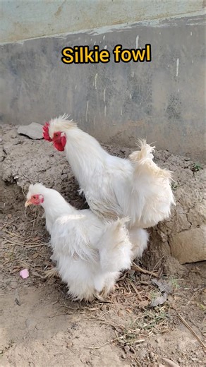 beautiful silkie chicken#shorts#short#fowls#animals#chiken