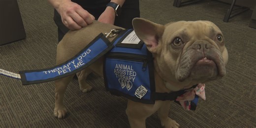 ‘Canine Counselors’ at UK HealthCare provide comfort for patients, staff