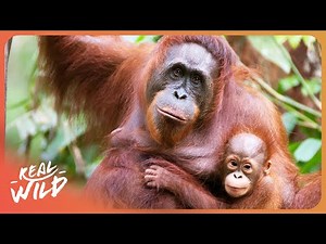 Orangutans: The World’s Most Intelligent Ape?