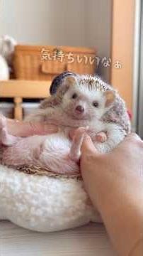 Ohana the hedgehog mistakes her owner's finger for meat 🍖