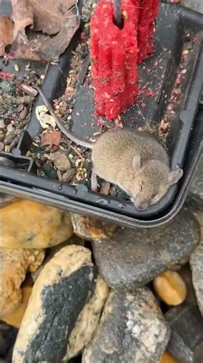 mouse dead after eating hot and spicy cheetos (unblurred) enjoy your lunch !!! 😜