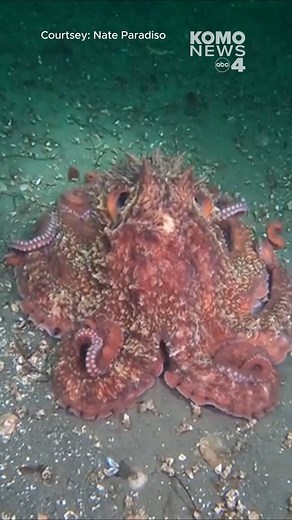 Avid scuba diver and photographer Nate Paradiso stumbled upon a Giant Pacific octopus and its unique behavior during his dive at Saltwater State Park near Des Moines, Wash. The Giant Pacific octopus is the largest octopus species on earth, according to the Washington Department of Fish and Wildlife. They typically can weigh up to 150 pounds and can grow to an arm span of 20 feet. As you can see in the video, the octopus can change color to express emotion, comfort, and intention. They can even c