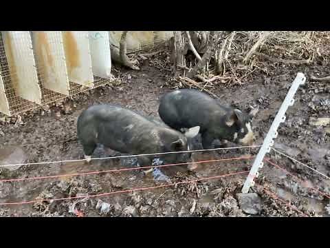 Introducing and Breeding Pigs for the First Time Pt. 7 of 7