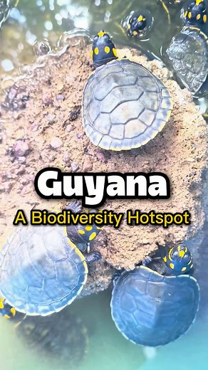 28K views · 704 reactions | Today we celebrate World Biodiversity...